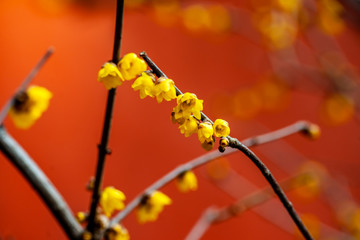腊梅花