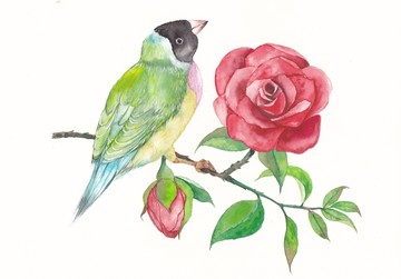 纯手绘水彩花鸟素材图片