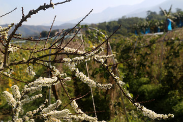 梨树梨花