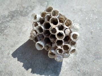 马蜂窝蜂巢高清图片
