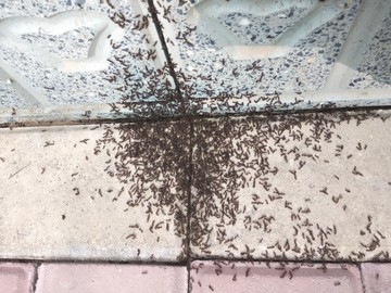 蚂蚁搬家一群蚂蚁