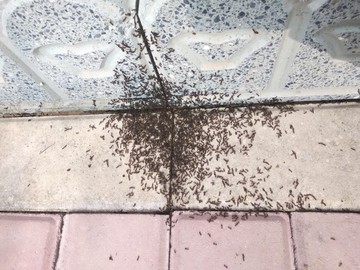 蚂蚁搬家一群蚂蚁
