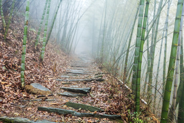 大雾弥漫中的竹林小路