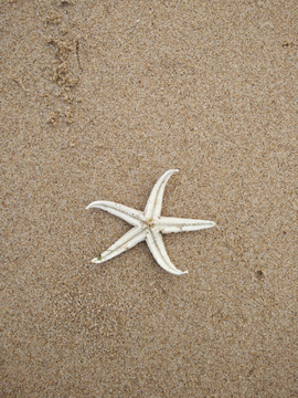 海星五角星沙滩