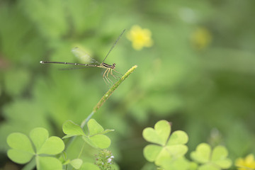 蜻蜓