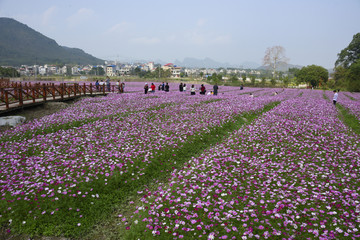 格桑花田