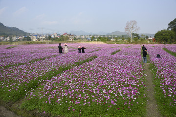 格桑花田
