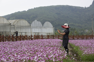 格桑花田
