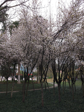 樱花