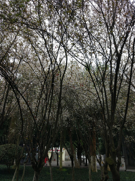 樱花