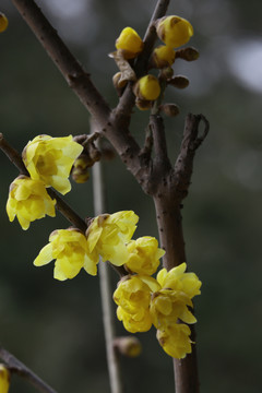 腊梅花