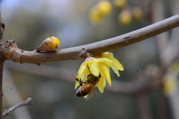 腊梅花与小蜜蜂