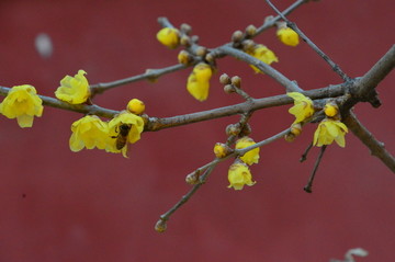 腊梅花与小蜜蜂