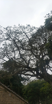 树