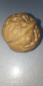 核桃