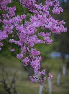 樱花