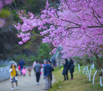 樱花