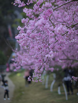 樱花