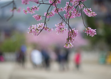 樱花