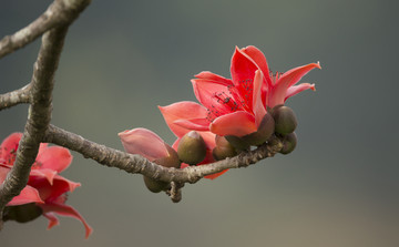 木棉花