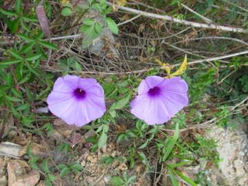牵牛花