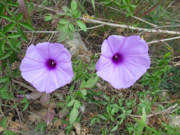 牵牛花