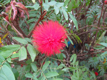 朱缨花