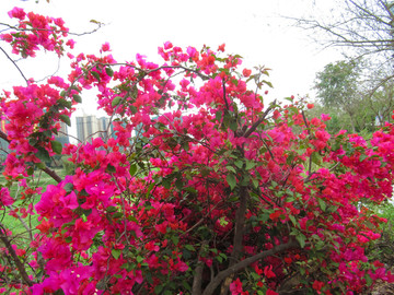 叶子花