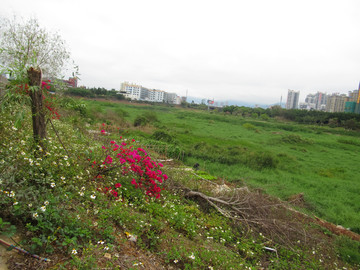 叶子花