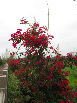 叶子花