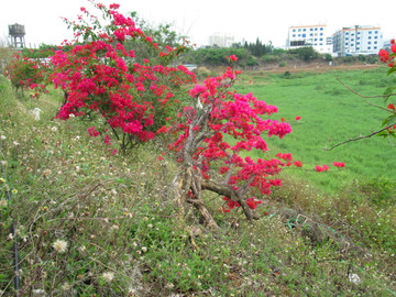 叶子花