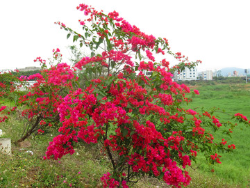 叶子花