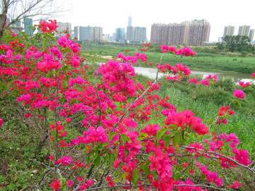 叶子花