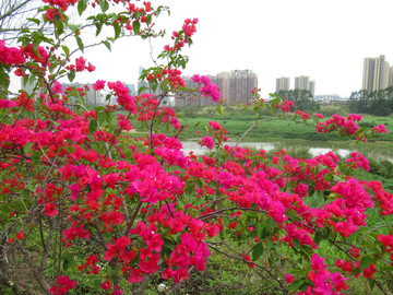 叶子花
