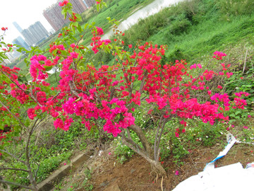 叶子花