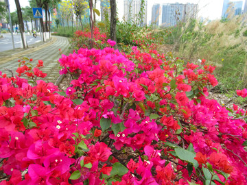 叶子花