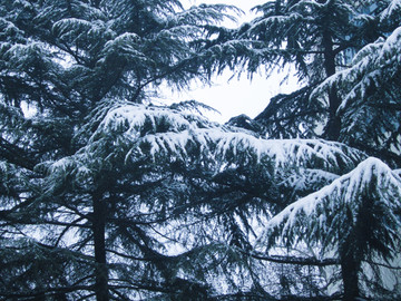 雪景松树