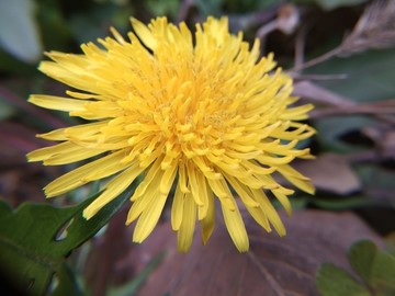 小野菊花