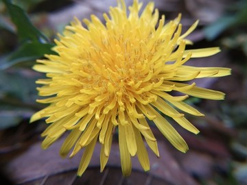 小野菊