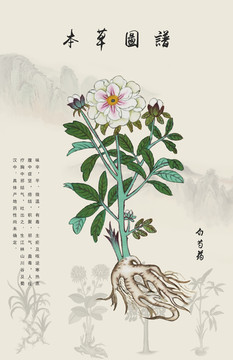 白芍药