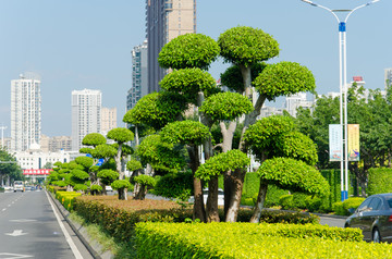 城市公路绿化