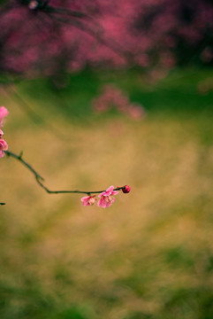 粉色梅花