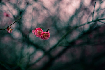 暗色调粉色梅花