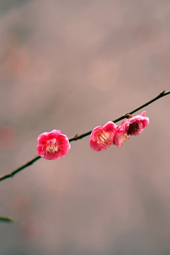 粉色梅花