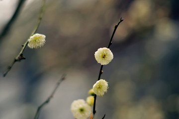 白色绿萼梅花