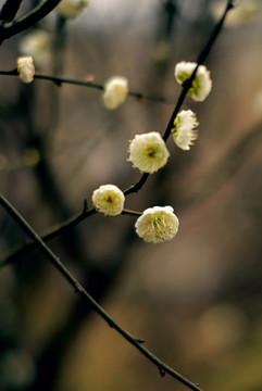 白色绿萼梅花