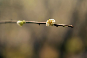 白色梅花