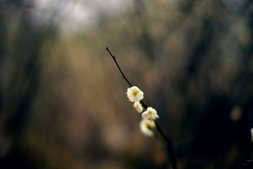 白色绿萼梅花