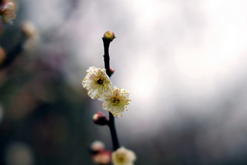 暗色调白色梅花