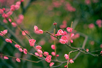 粉色梅花